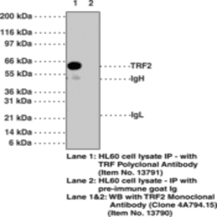 TRF2 Polyclonal Antibody avatar