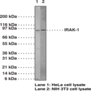 IRAK-1 Polyclonal Antibody avatar