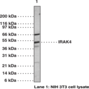 IRAK-4 Polyclonal Antibody avatar