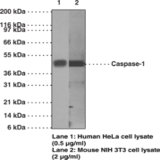 Caspase-1 Monoclonal Antibody (Clone 14F468) avatar