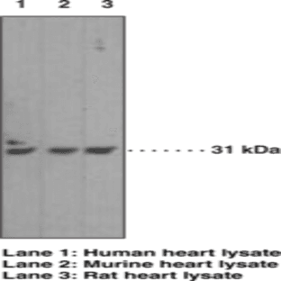 Caspase-3 Monoclonal Antibody (Clone 31A1067)