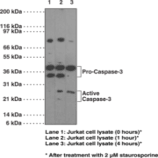 Caspase-3 Monoclonal Antibody (Clone 31A893) avatar
