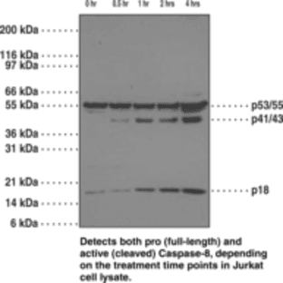 Caspase-8 Monoclonal Antibody (Clone 90A992) avatar
