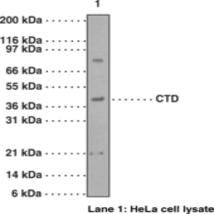 Caspase-9 (carboxy-terminal divergent) Polyclonal Antibody avatar