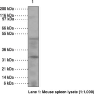 Caspase-14 Monoclonal Antibody (Clone 70A1426) avatar