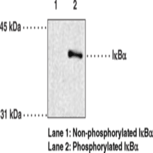 IkB(alpha) (Phospho-Ser32/36) Monoclonal Antibody (Clone 39A1413)