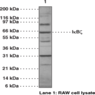 IkBz Polyclonal Antibody