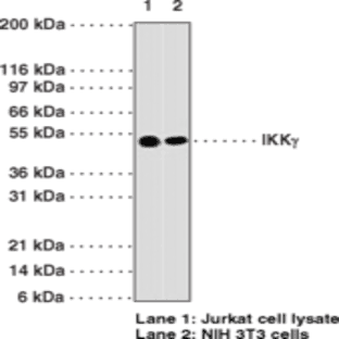 IKK(gamma) Monoclonal Antibody (Clone 72C627) avatar