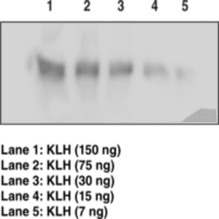 KLH Polyclonal Antibody avatar