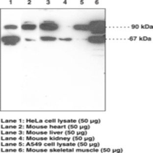 Nrf2 (N-Term) Polyclonal Antibody avatar