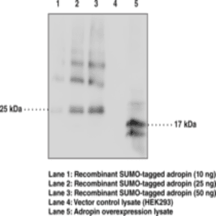 Adropin Monoclonal Antibody (Clone CC1133F5)