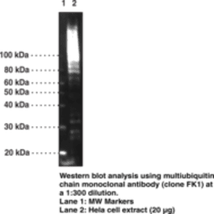 Multiubiquitin Chain Monoclonal Antibody (Clone FK1) avatar