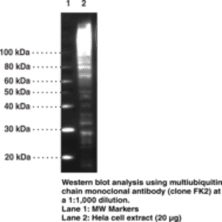 Multiubiquitin Chain Monoclonal Antibody (Clone FK2) avatar