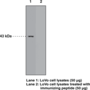GPR120 (C-Term) Polyclonal Antibody avatar