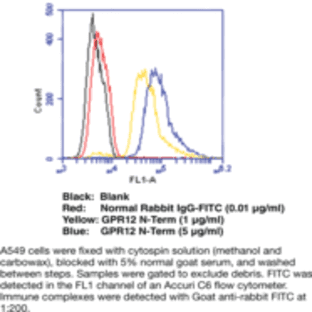 GPR12 (N-Term) Polyclonal Antibody avatar