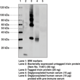Irisin Polyclonal Antibody avatar