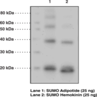 SUMO Polyclonal Antibody avatar
