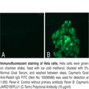 JARID1B/PLU1 (C-Term) Polyclonal Antibody avatar