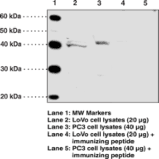 GPR120 (Internal) Polyclonal Antibody avatar