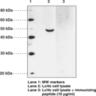 GPR120 (N-Term) Polyclonal Antibody avatar