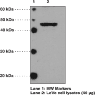 GPR41 (C-Term) Polyclonal Antibody avatar