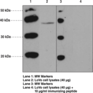 GPR43 (Internal) Polyclonal Antibody