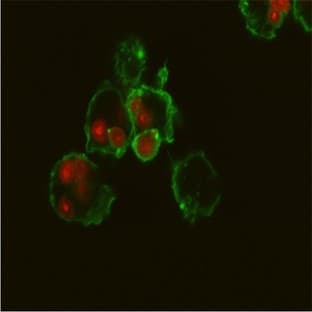 Human Monocytes