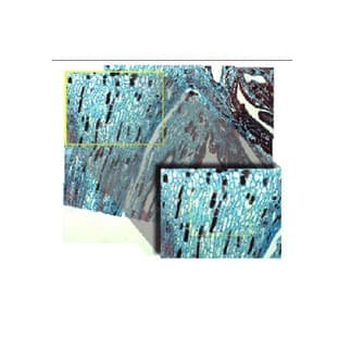 Image-Pro Insight - image acquisition, processing, and measurement software
