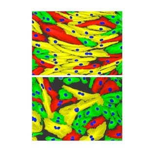 Custom RNAi Services & RNAi Screens avatar