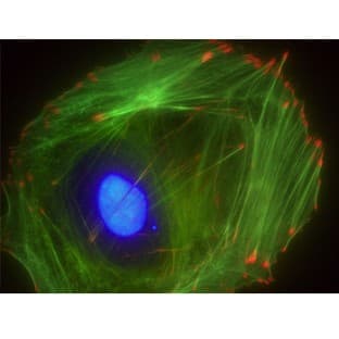 Acti-stain 488 phalloidin