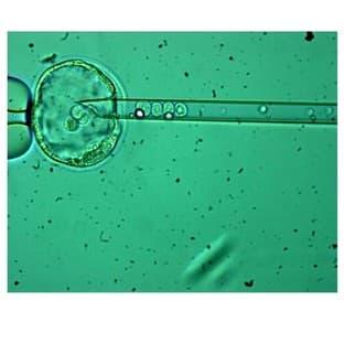 Blastocyst Injection