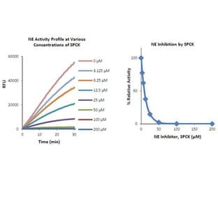 Neutrophil Elastase Inhibitor Screening Kit