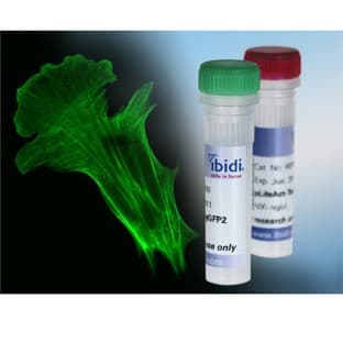 LifeAct Plasmids