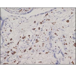 CD163 (DB 045)