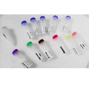 DirectScript cDNA Synthesis Kit