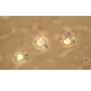 Mouse Dendritic Cells