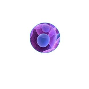 Human Natural Killer Cells