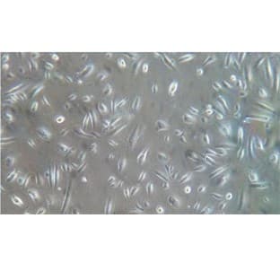 Keratinocytes avatar