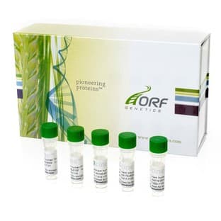 ISOkine™ human FLT3-ligand, recombinant from barley avatar