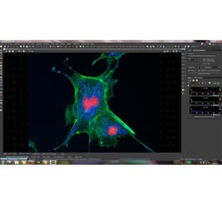 NIS-Elements 4.0 software avatar
