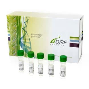 ISOkine™ human M-CSF, recombinant from barley avatar