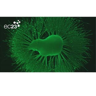 ec23™ avatar
