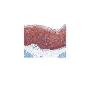 ImmPACT AMEC Red Peroxidase Substrate