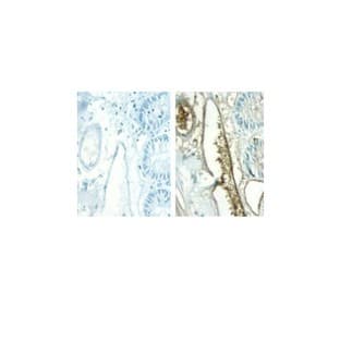 ImmPRESS Peroxidase Polymer Detection Reagents