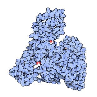 CellMaxx™ Bovine Albumin, Stem Cell Grade