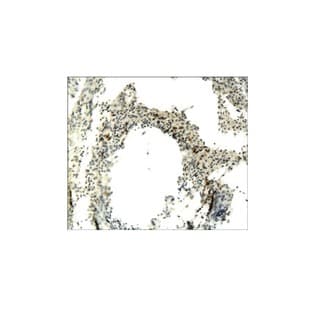 CD68 Antibody