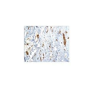 CD31 Antibody