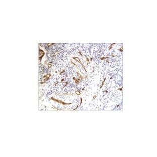 CD34 Antibody