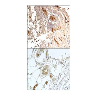 CD31 (N-term) Antibody