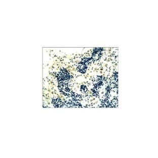 CD4 Antibody